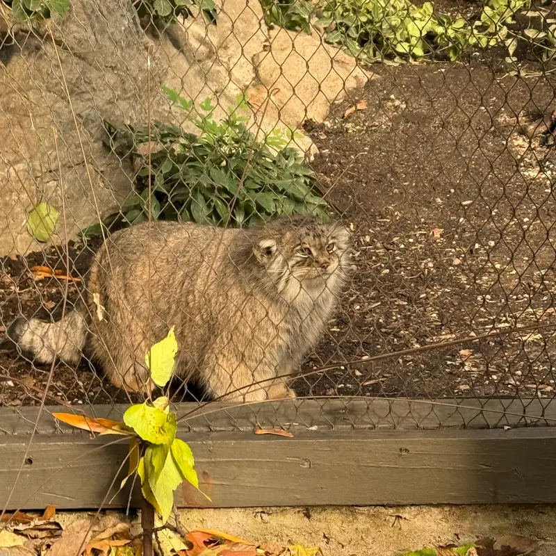 Фотография Сарнай в Зоопарке Проспект-парка