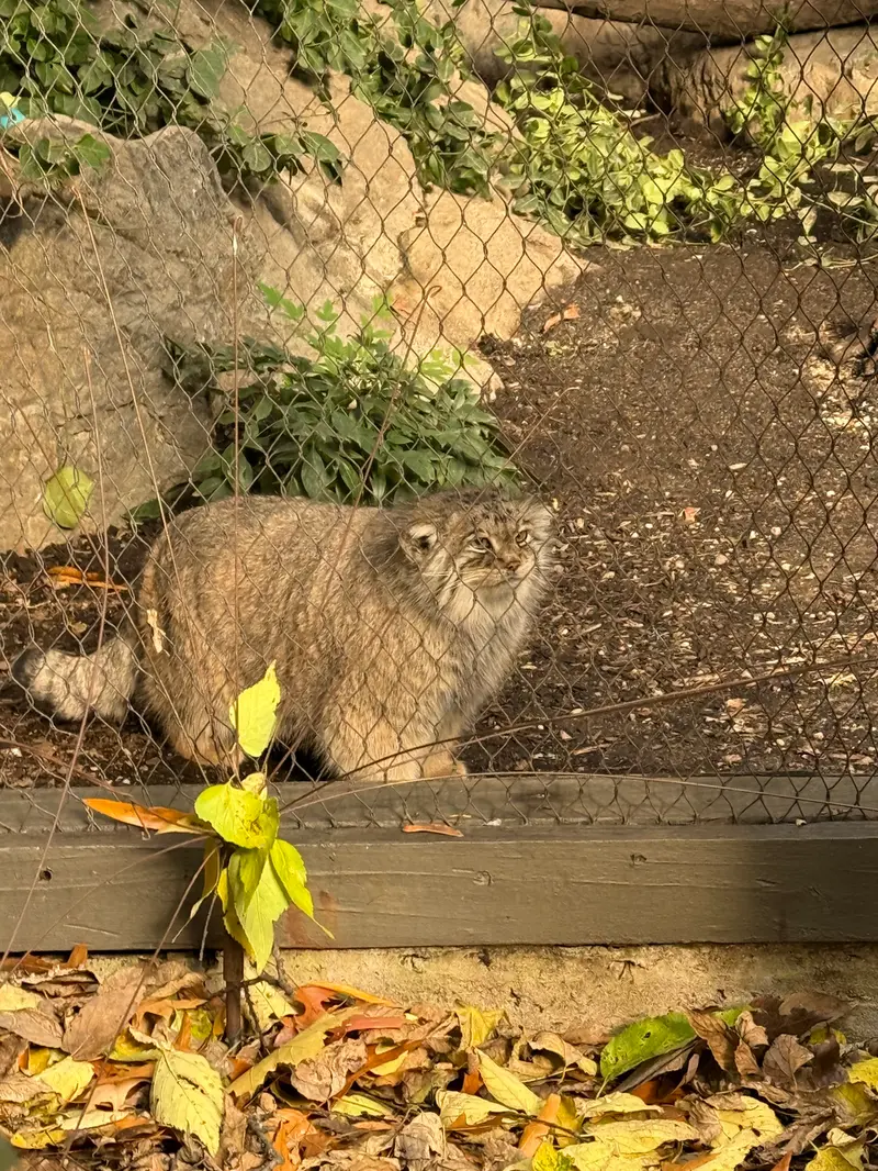 Фотография Сарнай в Зоопарке Проспект-парка