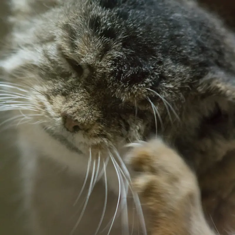 Фотография Примулы в Зоопарке Уено