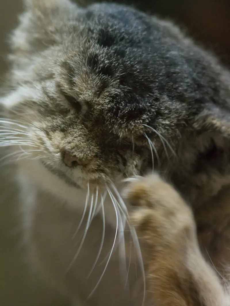 Фотография Примулы в Зоопарке Уено