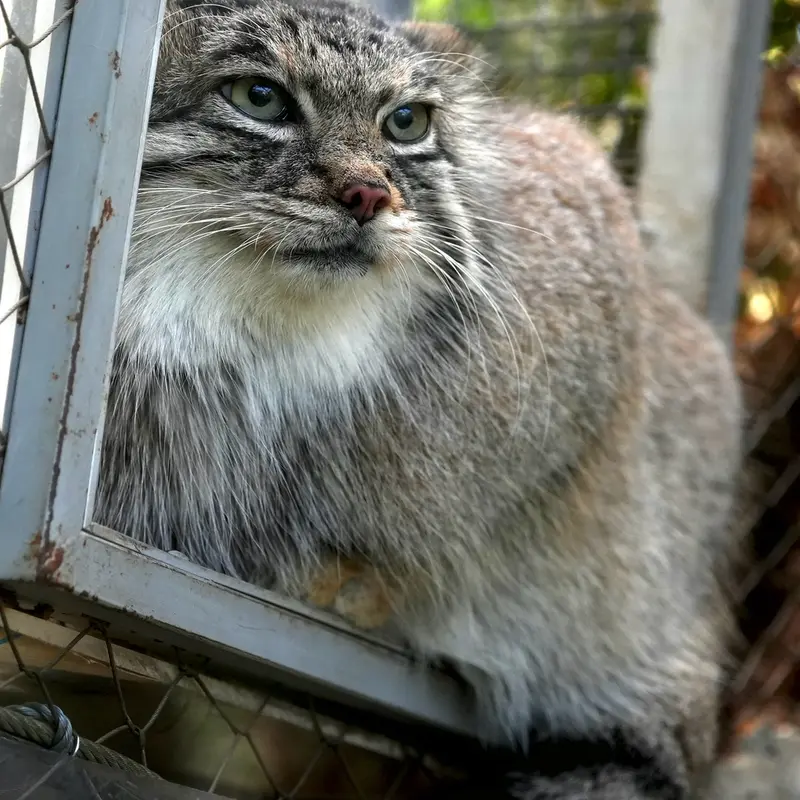 Фотография Аз в Царстве Животных Кобе