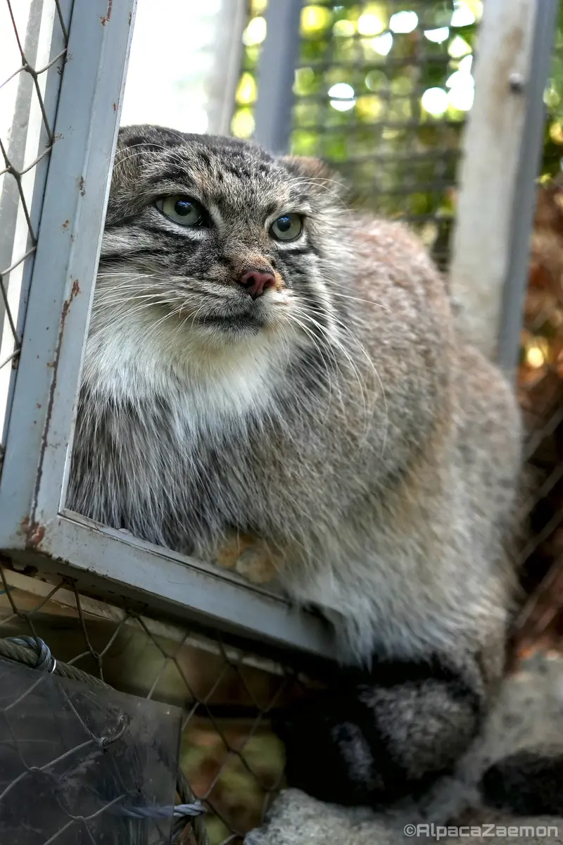 Фотография Аз в Царстве Животных Кобе