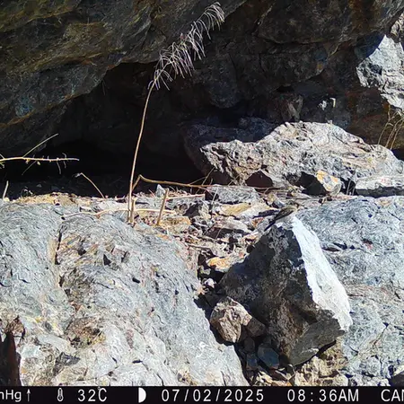 Фотография с манулом с фотоловушки Жунды 1