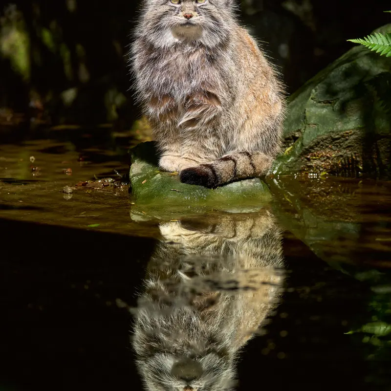 Фотография Феллини в Ла Торбиере