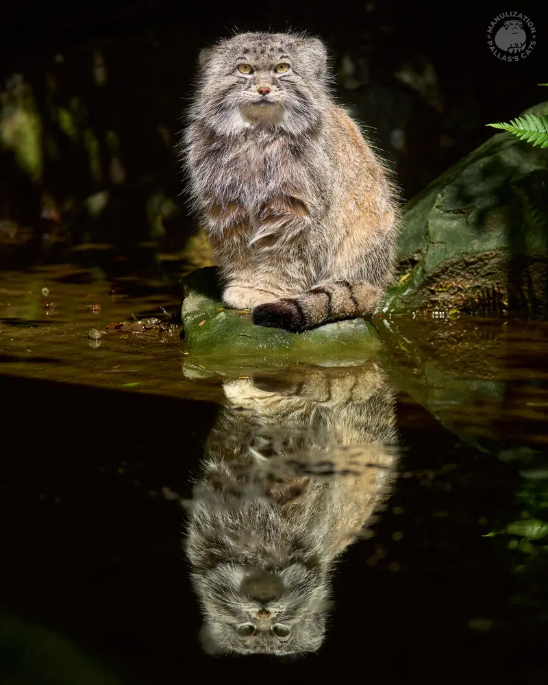 Фотография Феллини в Ла Торбиере