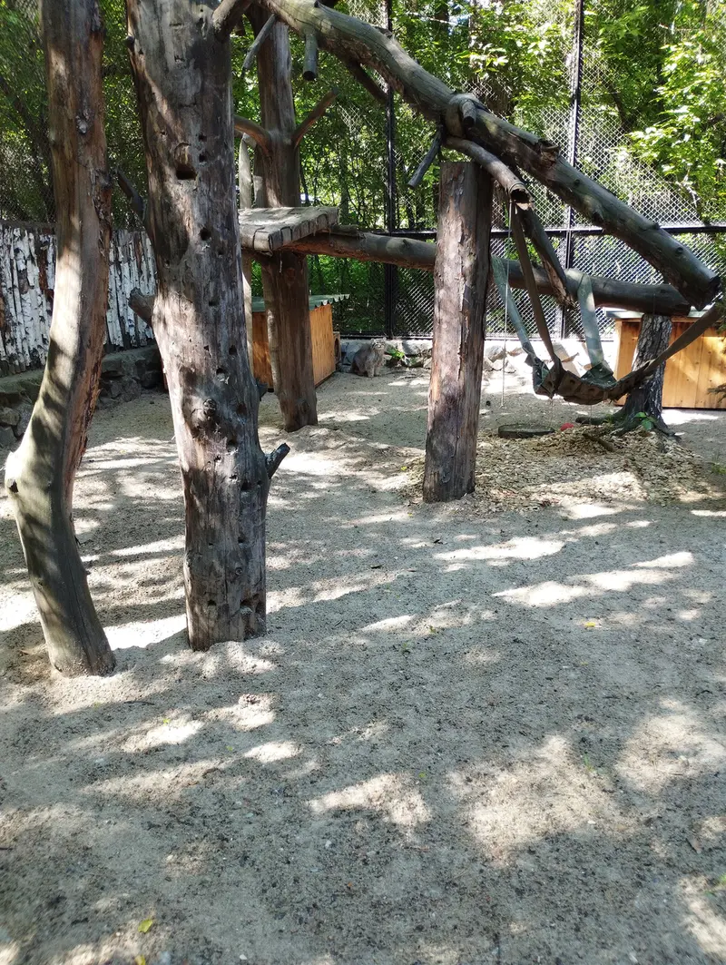 Фотография с манулом в Новосибирском Зоопарке