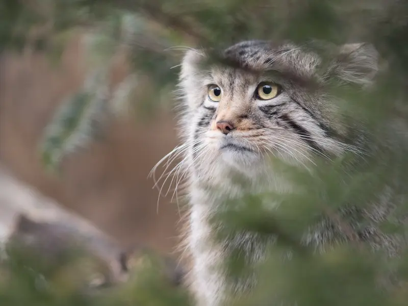 Фотография Нагому в Царстве Животных Насу