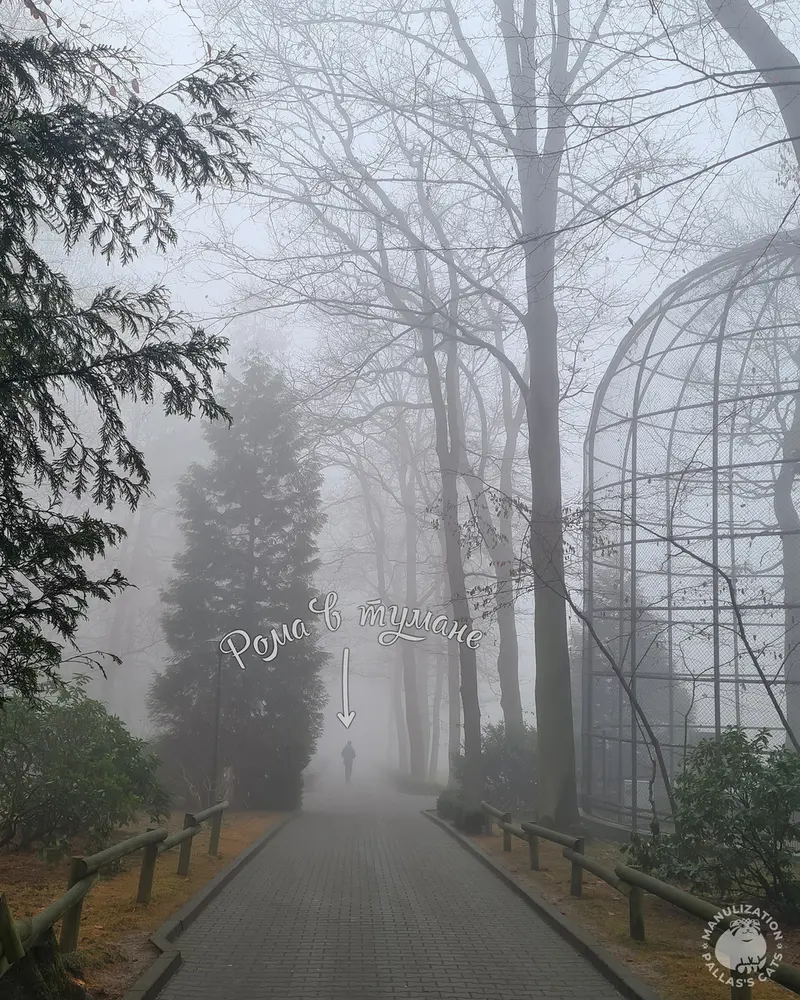 Фотография с манулом в Краковском Зоопарке