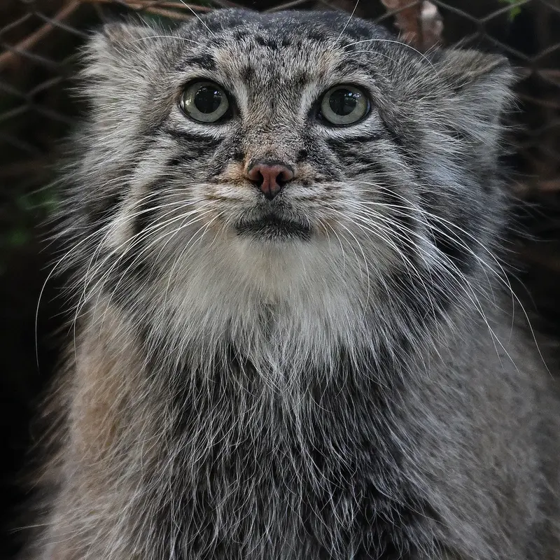 Фотография Аз в Царстве Животных Кобе
