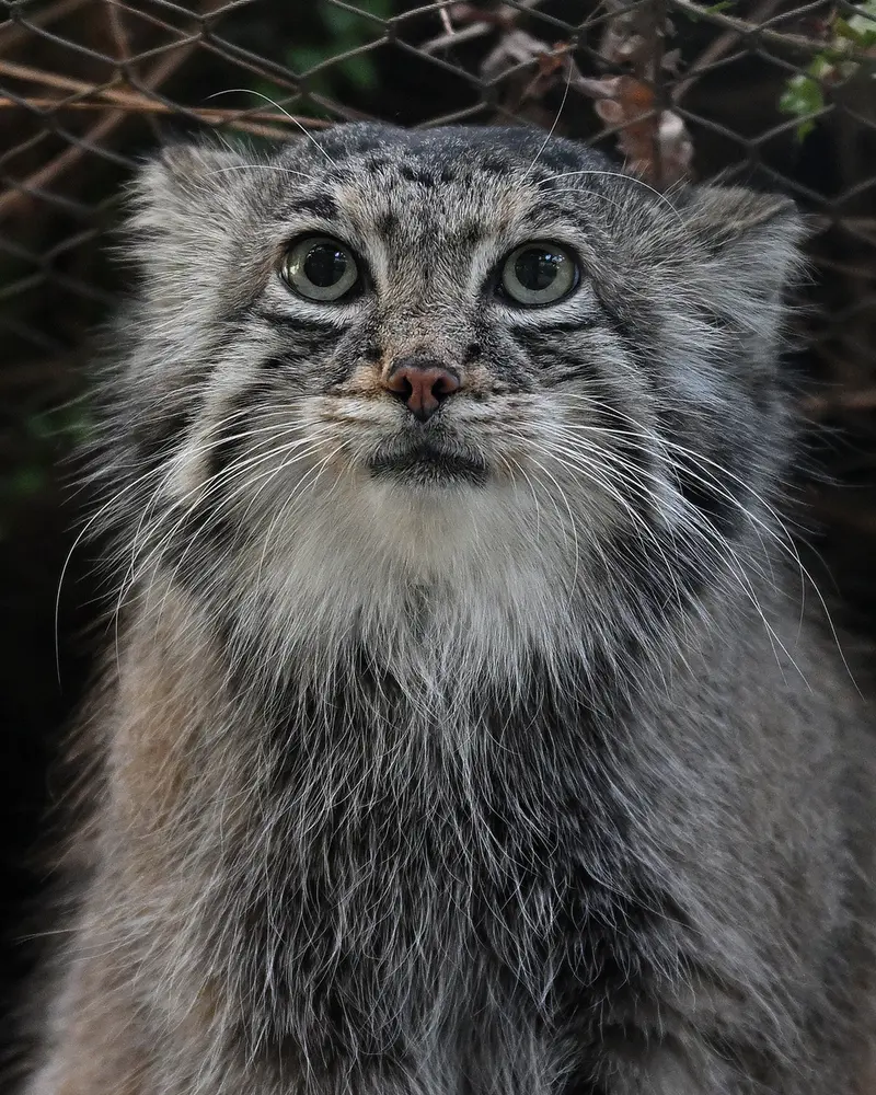 Фотография Аз в Царстве Животных Кобе