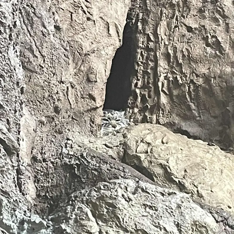 Фотография Батаара в Бирмингемском Зоопарке