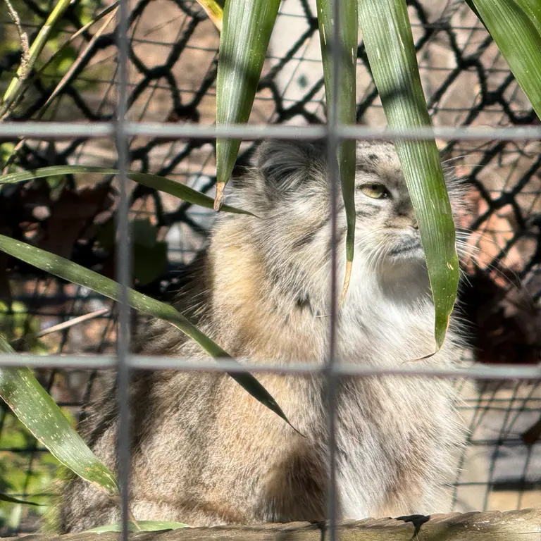 Фотография Себы в Смитсоновском Национальном Зоопарке