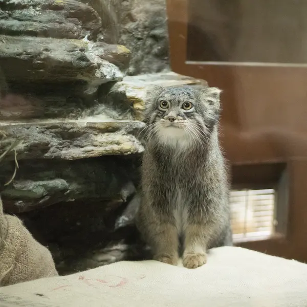 Фотография Фиги в Зоопарке Уено