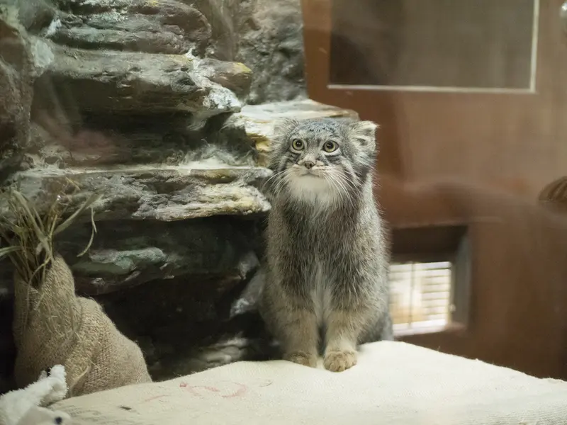 Фотография Фиги в Зоопарке Уено