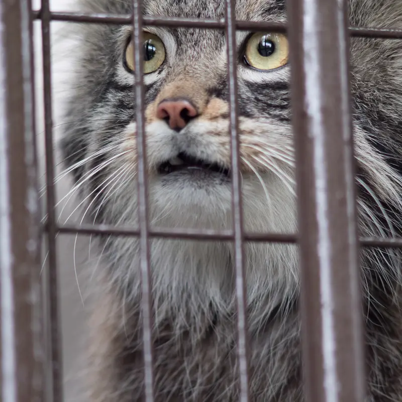 Фотография Фиги в Зоопарке Ногеяме