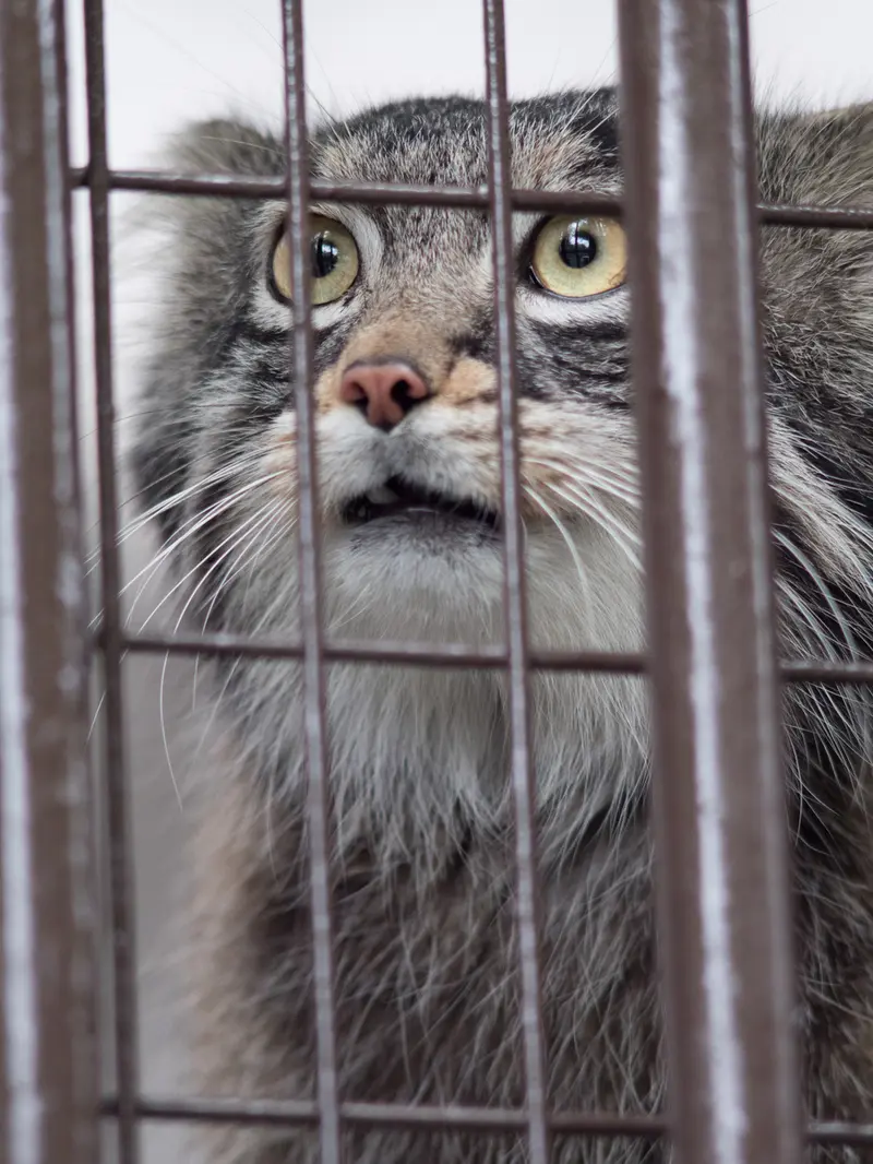 Фотография Фиги в Зоопарке Ногеяме