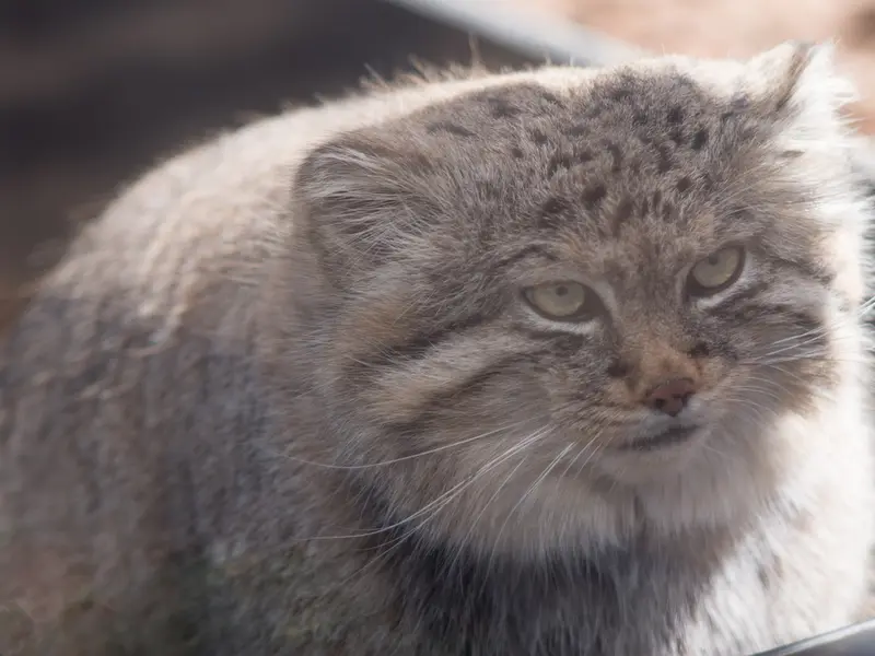 Фотография Лотоса в Детском зоопарке Сайтама