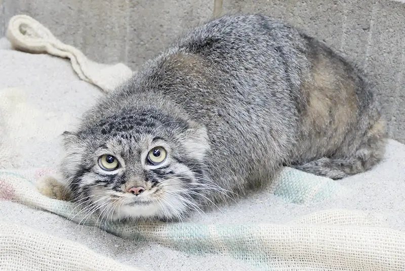 Шафран ампутировал кончик задней лапки😥