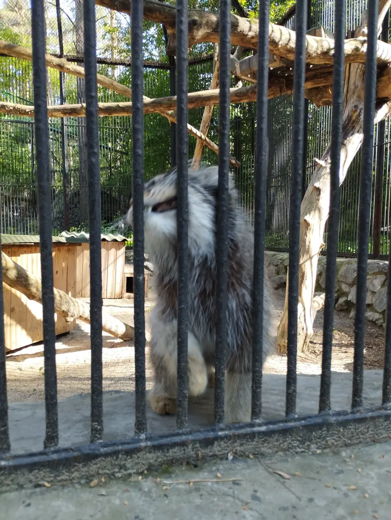 Фотография с манулом в Новосибирском Зоопарке