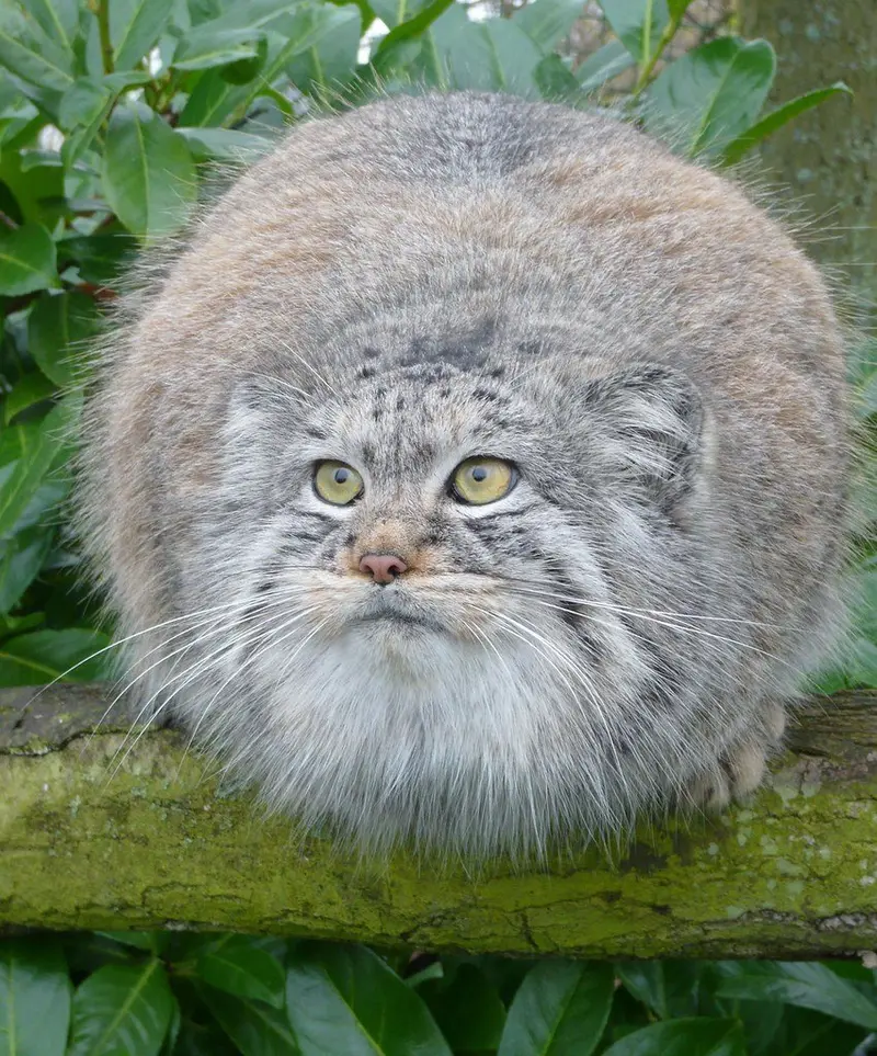 Фотография с манулом