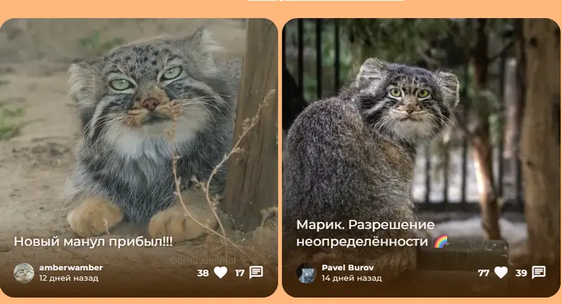 Фотография с манулом