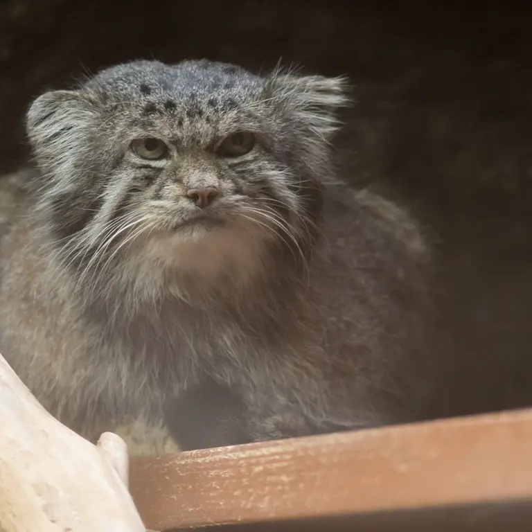 Фотография Клёна в Зоопарке Уено