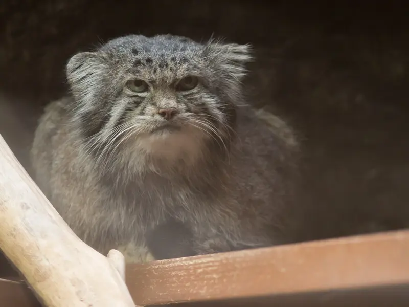 Фотография Клёна в Зоопарке Уено