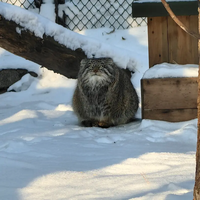 Фотография Снежинки в Новосибирском Зоопарке