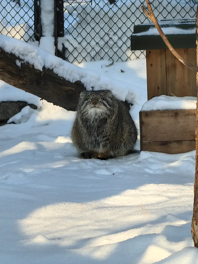 Фотография Снежинки в Новосибирском Зоопарке