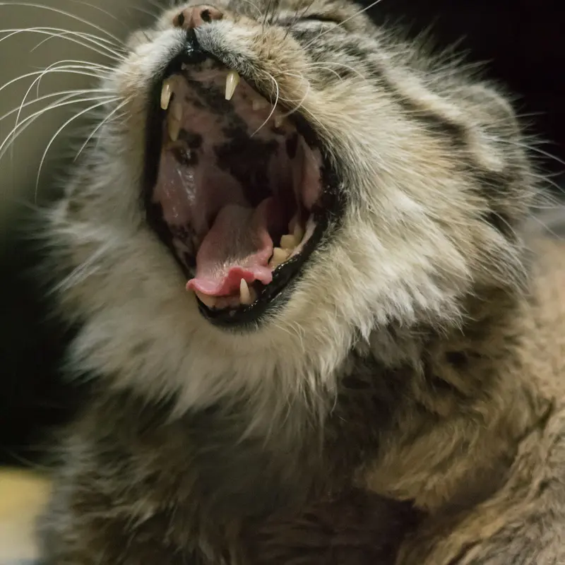 Фотография Примулы в Зоопарке Уено