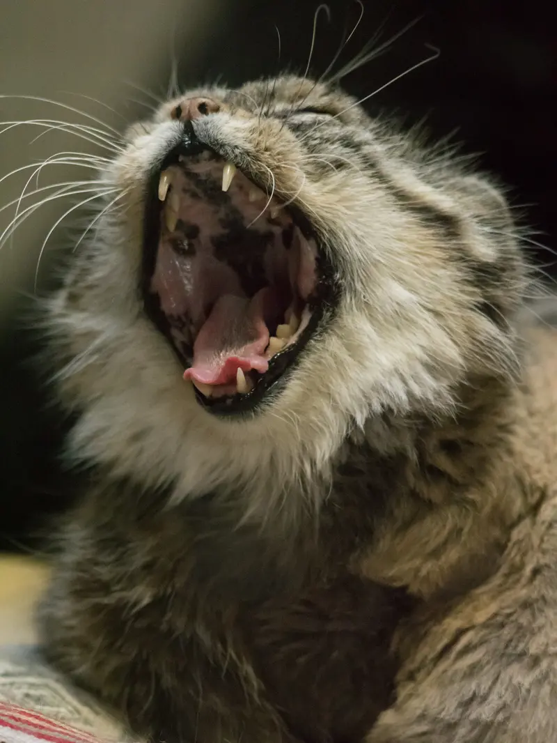 Фотография Примулы в Зоопарке Уено