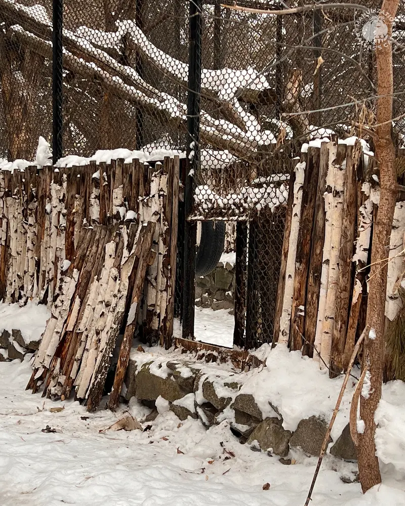 Фотография с манулом в Новосибирском Зоопарке