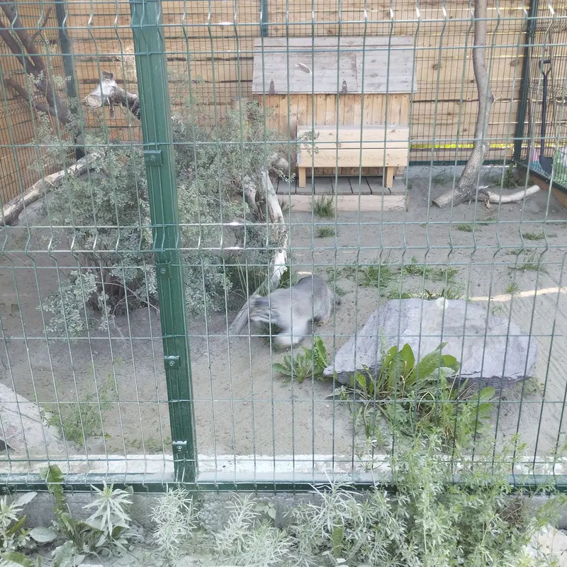 Фотография Пепе в Барнаульском Зоопарке «Лесная сказка»