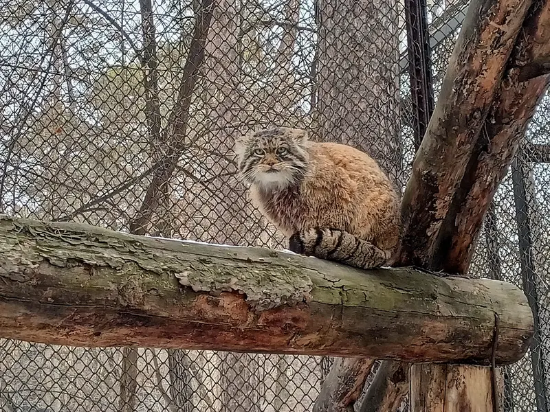 Фотография Жоры в Новосибирском Зоопарке