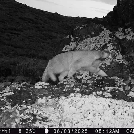 Фотография Сибирского Манула с фотоловушки Жиланды
