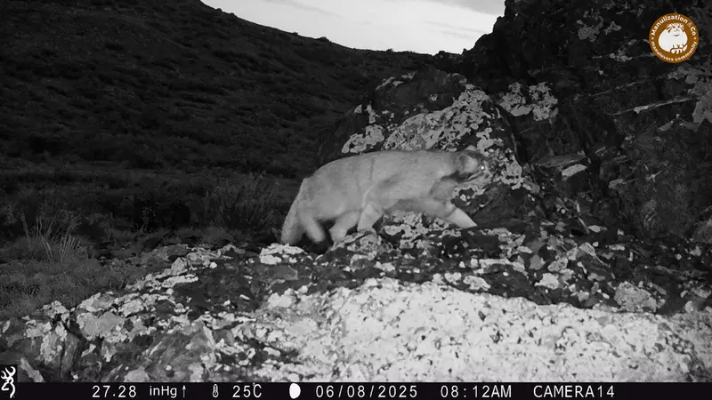 Фотография Сибирского Манула с фотоловушки Жиланды