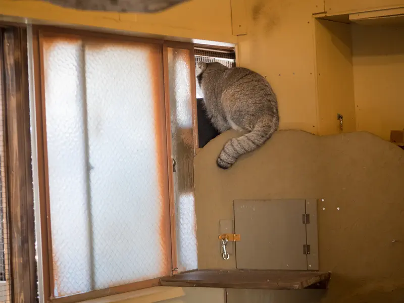 Фотография Ото в Детском зоопарке Сайтама