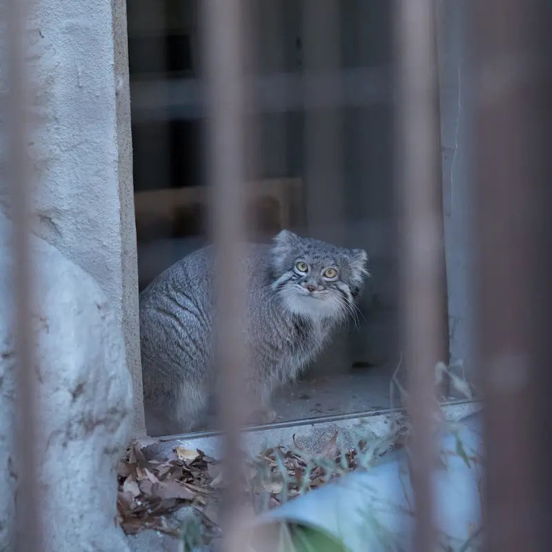 Фотография Фиги в Зоопарке Ногеяме