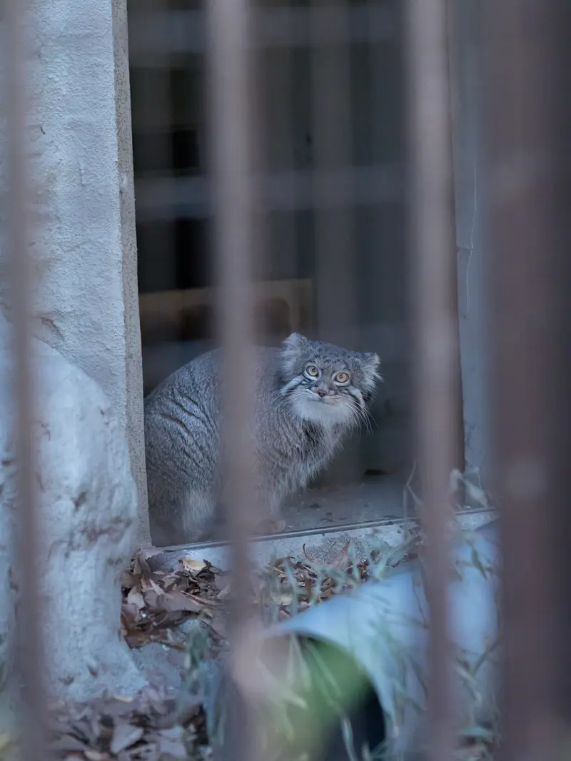 Фотография Фиги в Зоопарке Ногеяме