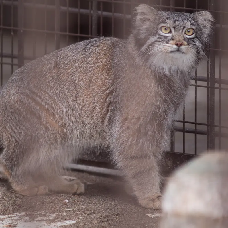 Фотография Фиги в Зоопарке Ногеяме