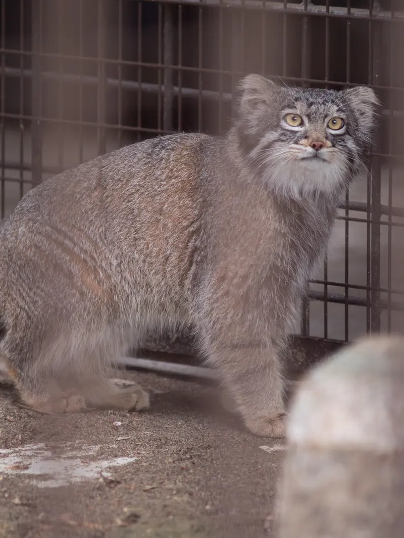 Фотография Фиги в Зоопарке Ногеяме