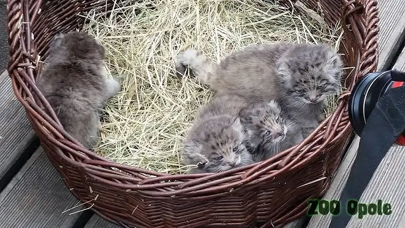 Фотография с манулом в Опольском зоопарке