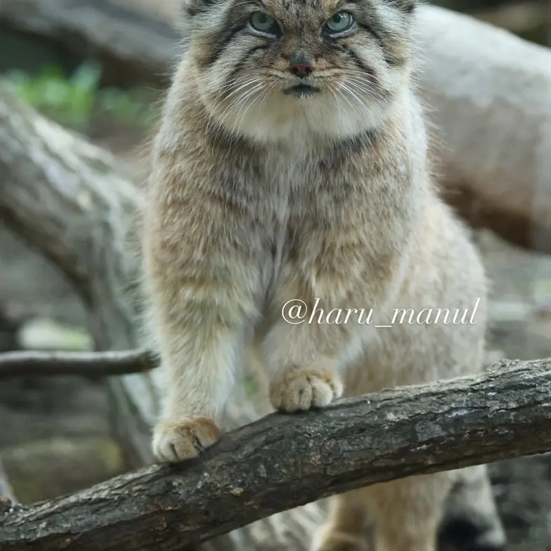 Фотография Бора в Царстве Животных Насу