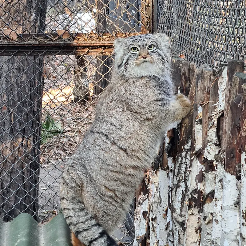 Фотография Лолошика 2024 Г.р. Ⅰ в Новосибирском Зоопарке