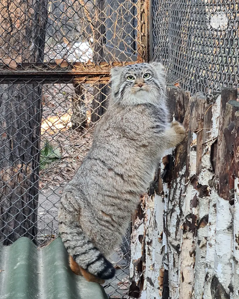 Фотография Лолошика 2024 Г.р. Ⅰ в Новосибирском Зоопарке