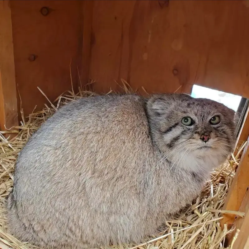 Фотография с манулом