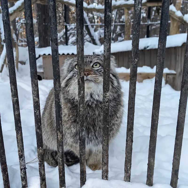 Фотография Евчонока 2023 Г.р. Ⅳ в Новосибирском Зоопарке