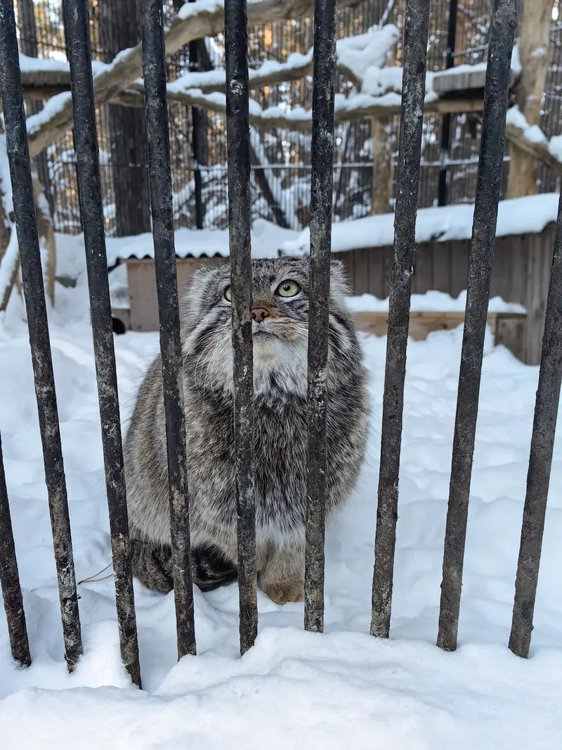 Фотография Евчонока 2023 Г.р. Ⅳ в Новосибирском Зоопарке