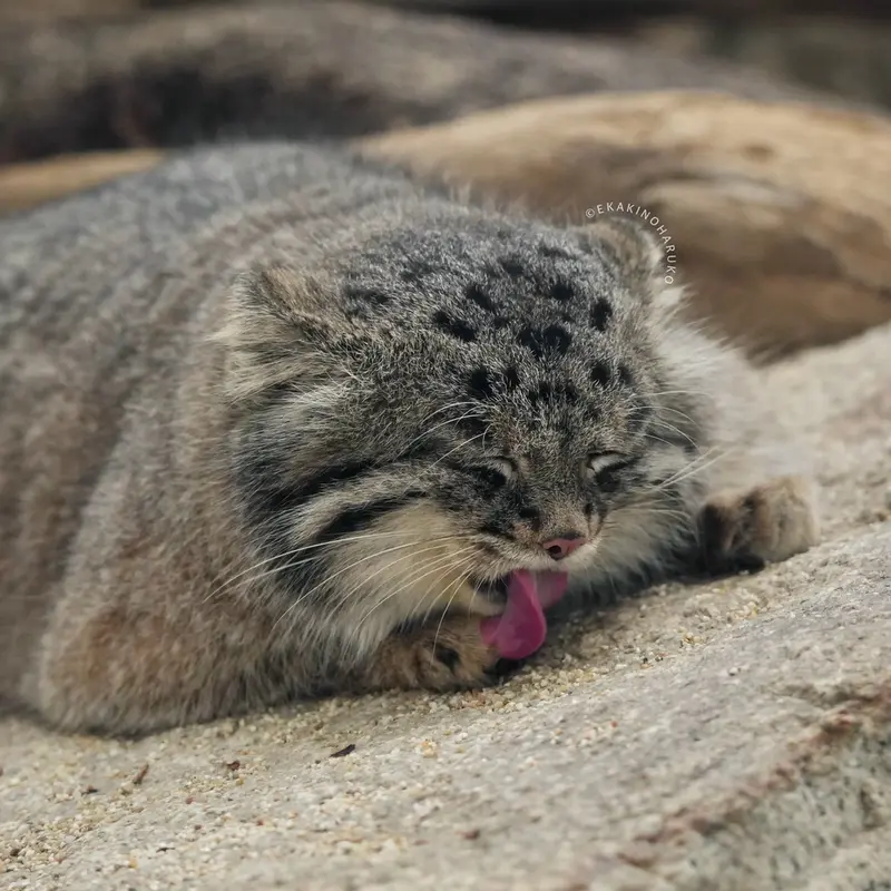 Фотография Нара в Царстве Животных Кобе