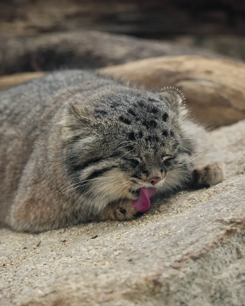 Фотография Нара в Царстве Животных Кобе